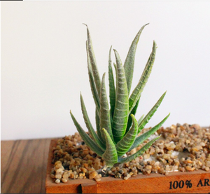 Green Artificial Succulent Aloe Plant - Hansel & Gretel Home Decor